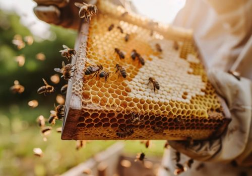 Mad Designer at work